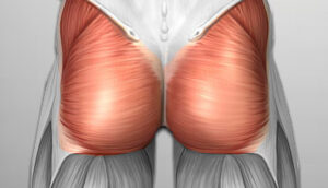 Gluteus maximus muscles